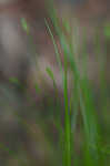 Bristlystalked sedge